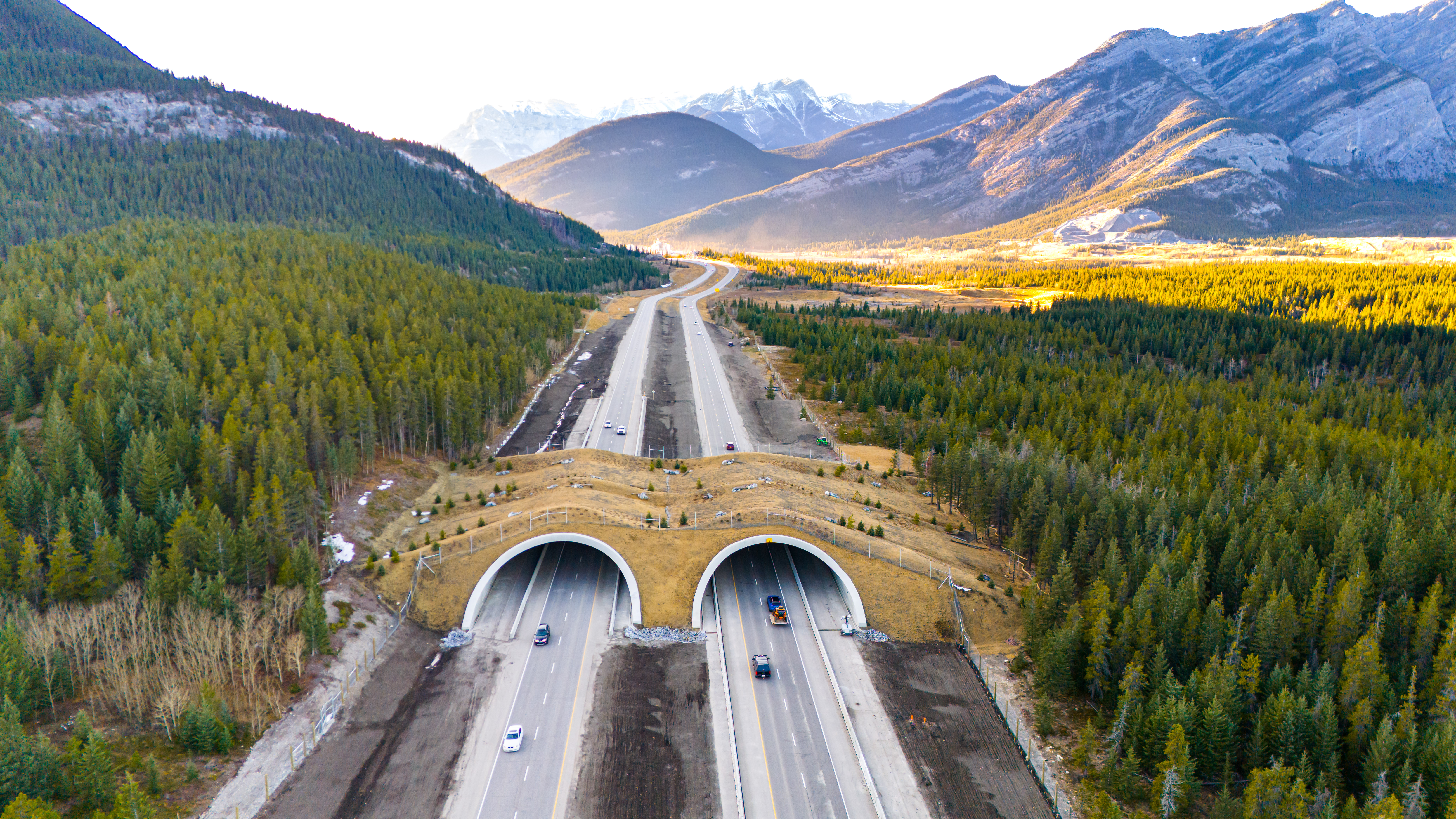 Are animal overpasses the key to saving wildlife? 🦌🐻 Find out how these ...